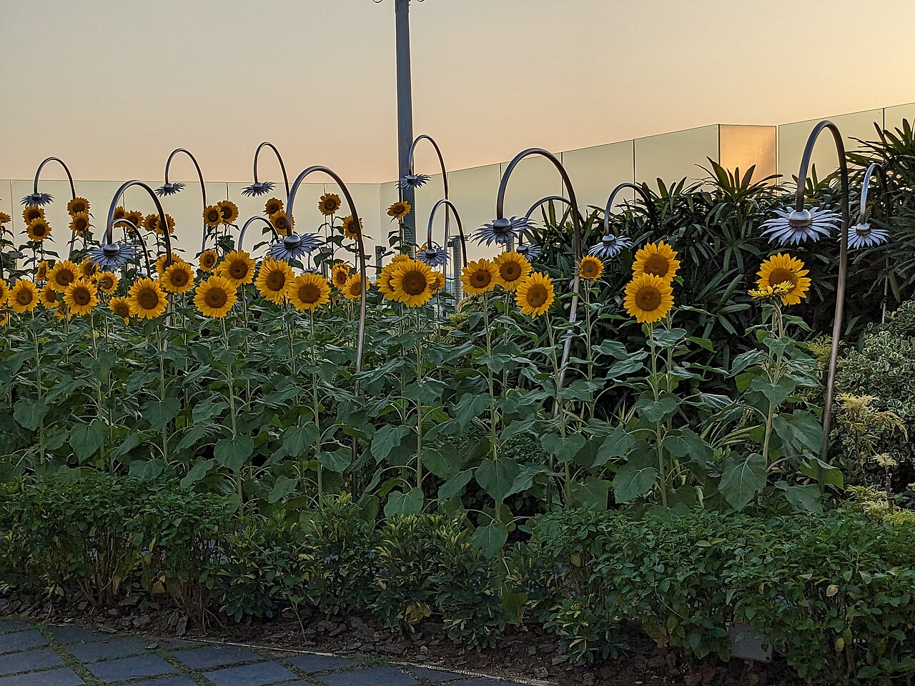 Sunflower Garden